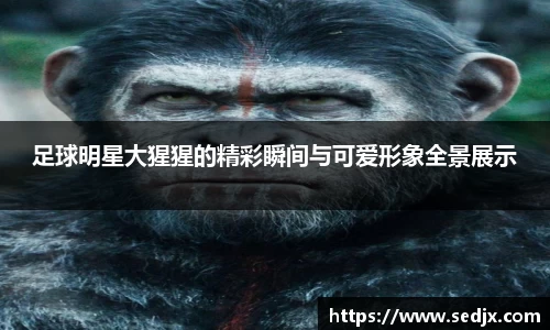足球明星大猩猩的精彩瞬间与可爱形象全景展示